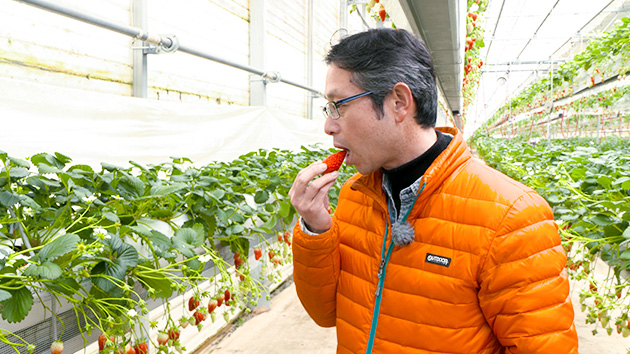 長沼農産物直売所「アグリながぬま」イチゴ狩り｜イチゴとリンゴと北国街道