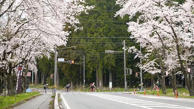 アルプスあづみのセンチュリーライド（桜）｜信州を自転車で走る魅力発見！