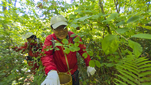 信濃町 山のきのこ｜秋のお宝さがし ～キノコ狩り～