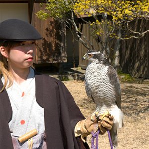 信州の鷹狩りのルーツを探る（4月11日 土曜 午前10時45分）