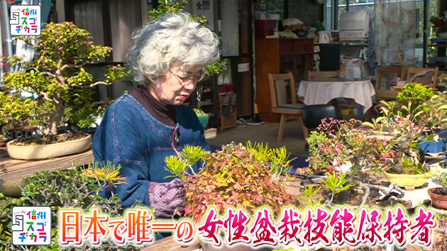 日本で唯一の女性盆栽技能保持者