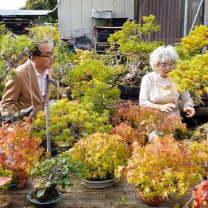 日本で唯一の女性盆栽技能保持者（11月7日 土曜 午前10時45分）