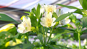 アルストロメリア｜日本一だ！信州の花づくり