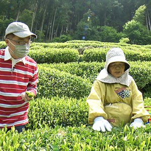 天龍村の中井侍銘茶を探る（6月12日 土曜 午前10時45分）