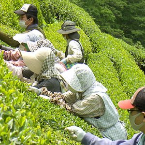 天龍村の中井侍銘茶を探る｜松坂彰久