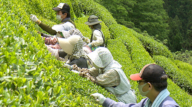 茶摘み｜天龍村の中井侍銘茶を探る