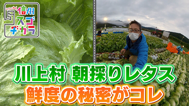 川上村 朝採りレタス 鮮度の秘密がコレ