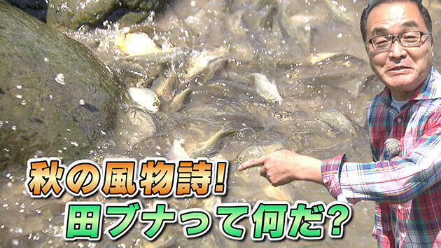 秋の風物詩!田ブナって何だ?