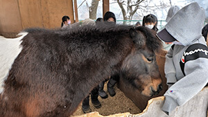 馬の飼育｜チャイムなし！時間割なし！伊那小学校