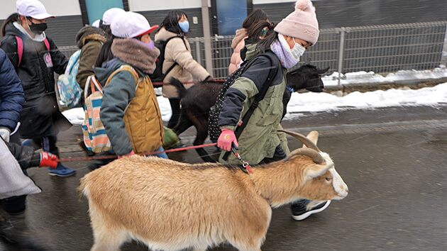 ヤギの飼育｜チャイムなし！時間割なし！伊那小学校