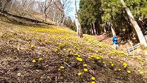小坂の福寿草｜はんにちドライブ⑪長野市の山あい！春の旅