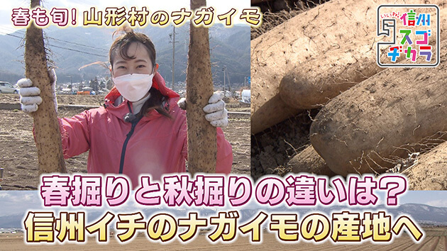 春掘りと秋掘りの違いは？ 信州イチのナガイモの産地へ