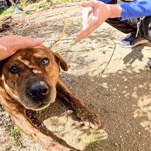泊まってみたらスゴかった！農家民宿で田舎暮らし体験｜ディレクター・星野賢二