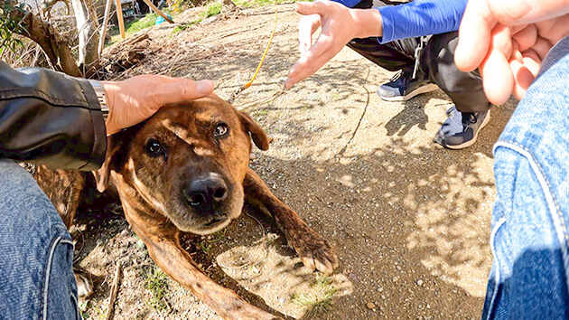 愛犬の散歩｜泊まってみたらスゴかった！農家民宿ひがし