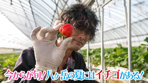 今からが旬！八ヶ岳の夏にはイチゴがある！