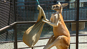 アカカンガルー（ハッチ）・須坂市動物園｜県内外から親しまれる小さな動物園