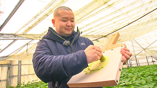 安曇野市内 最年少ワサビ農家｜まるで遊んでいる!?令和のワサビ農家に迫る