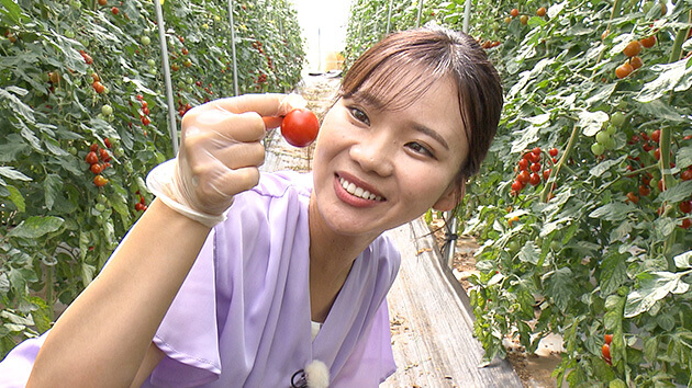 上室夏鈴（abnアナウンサー）ミニトマト｜信州の夏野菜とフルーツで何つくる？