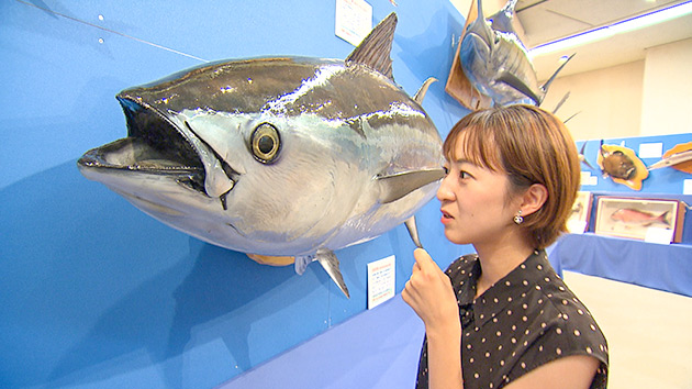 魚魚展・オガワアート｜ぎょぎょっ！魚のはく製職人に迫る