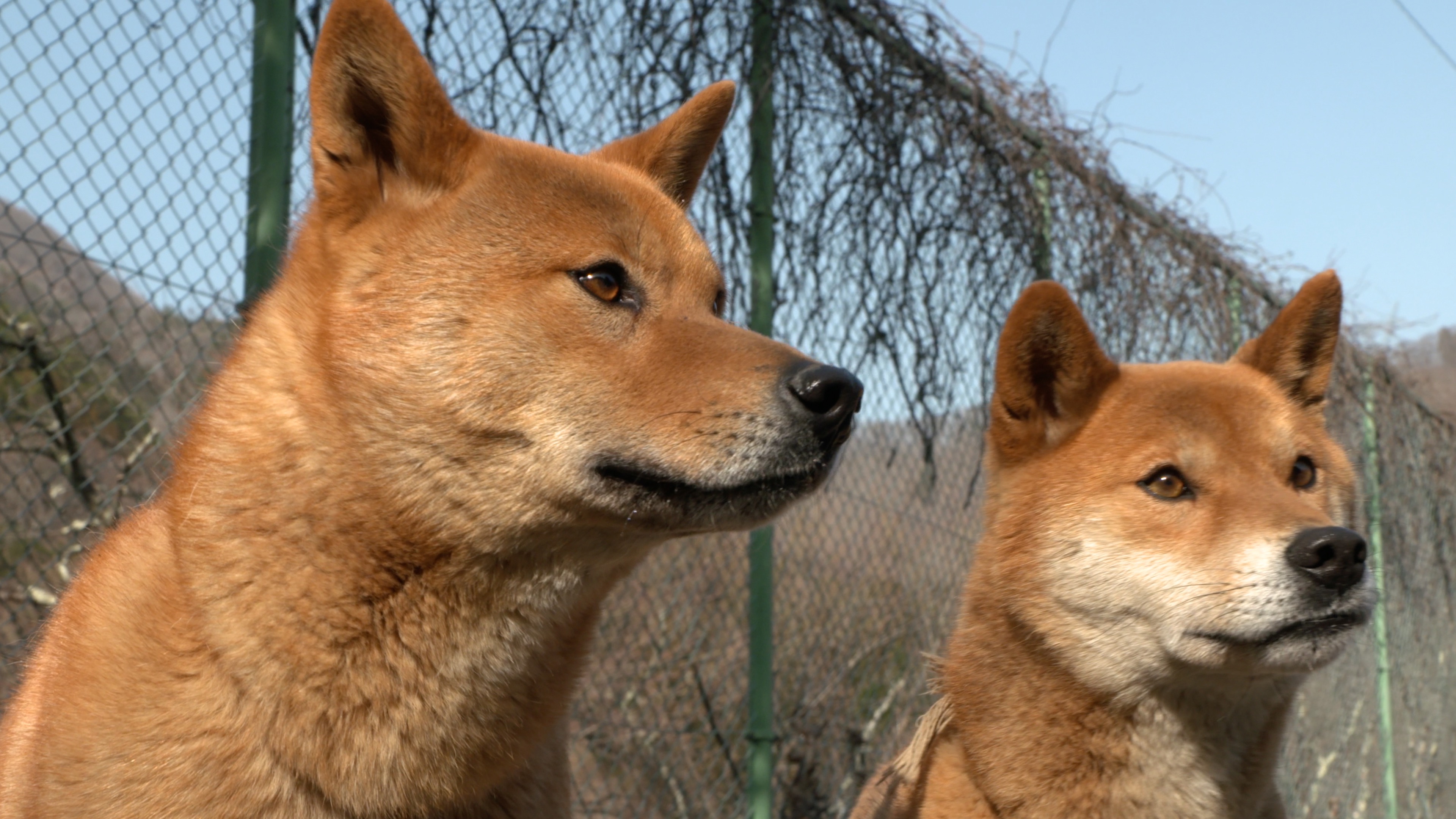 梓山犬を知っていますか？