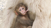 ニホンザルの赤ちゃん | 雪猿