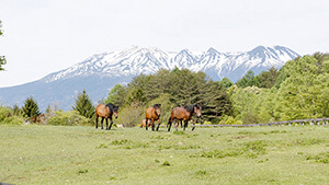 春の木曽馬の里 | 『木曽馬と生きる』～風わたる里 開田高原の四季～