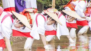 諏訪大社・御田植祭に参加した妹・里紗さん | 『響け 姉妹の木遣り唄』－諏訪 御柱祭－