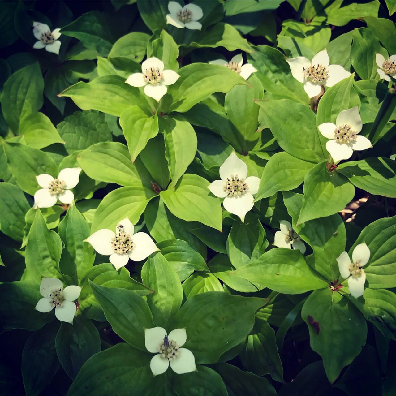 つれづれ草田　志賀高原