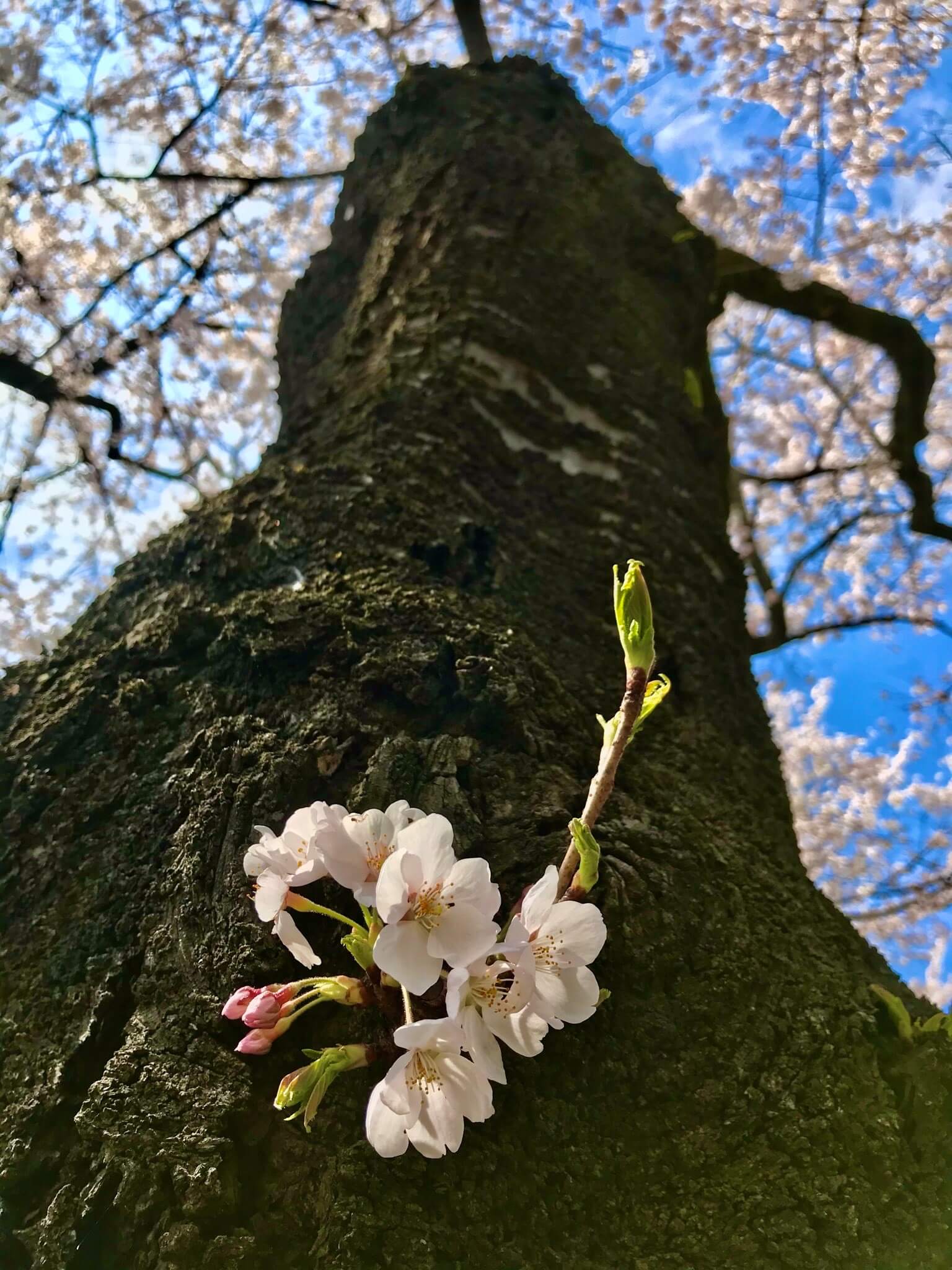 きょうの草（だ）