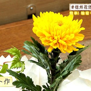 輪菊の装い・タカト花男子への道（2020年8月28日 金曜 よる6時55分）