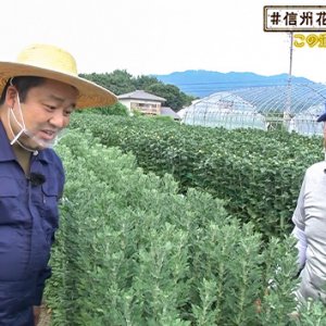 この道40年の菊農家さん・ヤポンの花農家探訪（2020年9月11日 金曜 よる6時55分）