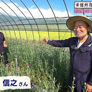 新品種も!?カーネーションの生産地・ヤポンの花農家探訪（2020年9月18日 金曜 よる6時55分）