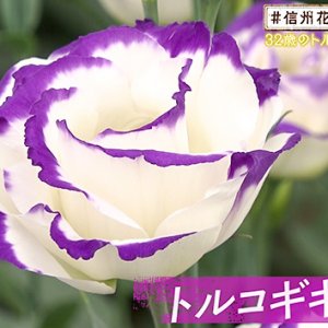 32歳のトルコギキョウ農家さん・ヤポンの花農家探訪（2020年10月16日 金曜 よる6時55分）