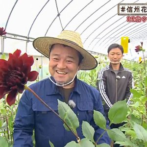 32歳の若きダリア農家（＃信州花活 ～ヤポンの花農家探訪～ / 2020年11月13日）