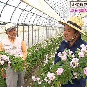 ストックを育てて40年！ベテラン花農家（＃信州花活 ～ヤポンの花農家探訪～ / 2020年11月20日）