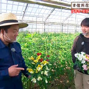 若手アルストロメリア農家（＃信州花活 ～ヤポンの花農家探訪～ / 2020年12月18日）