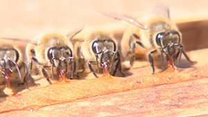 蜜蜂｜信州はちみつワールド！abn屋上で養蜂に挑戦！