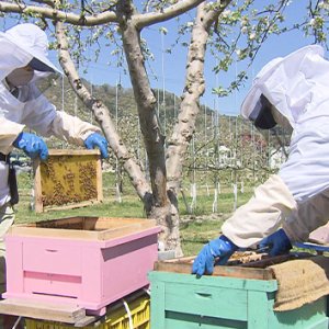 信州はちみつワールド！abn屋上で養蜂に挑戦！（5月15日 土曜 あさ9時30分）