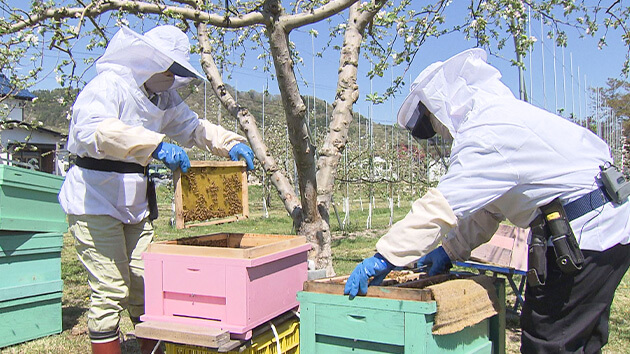 養蜂｜信州はちみつワールド！abn屋上で養蜂に挑戦！