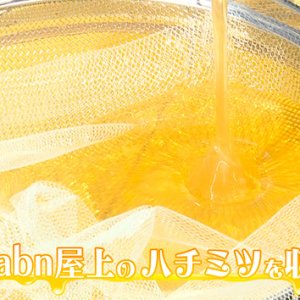 駅前はちみつプロジェクト！ついに収穫！絶品メニューも （7月3日 土曜 あさ9時30分）