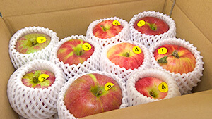 品種りんご食べ比べ便｜Uターンで地元を元気にする若者たち！