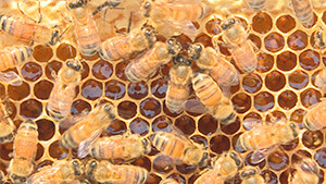 セイヨウミツバチ｜駅前はちみつプロジェクト ～ハチは地球を救う！？花とヒトと昆虫と～