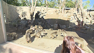 さる山・松本市アルプス公園｜秋の魅力あふれる公園さんぽ！ ～紅葉！アクティビティ！動物！童話の世界体感も！？