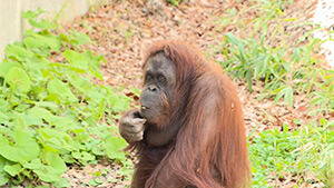 オラウータン・茶臼山動物園｜GW満喫！日帰りおでかけスポットへ ～新しくなった動物園＆魅力あふれる道の駅～