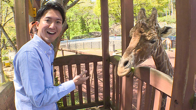 キリンの餌やり・茶臼山動物園｜GW満喫！日帰りおでかけスポットへ ～新しくなった動物園＆魅力あふれる道の駅～