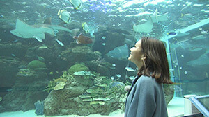 名古屋港水族館｜春休みにオススメ！名古屋たび