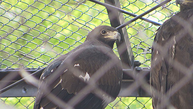須坂市動物園・ニホンイヌワシ（路線バスで巡る蔵のまち須坂）