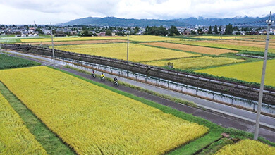 サイクリング・稲穂（秋薫る北アルプスの麓でEバイク旅！）